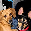 The Adventures of Stretch & Ellie : The adventures of 2 lovable, curious puppies