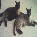 Meezer Tails : 