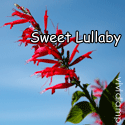 Sweet Lullaby : let's meet and be friends