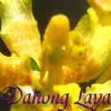 Dahong Laya : Tanan Bisaya