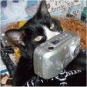 ailurophotography : because blogging is all about the cat pictures
