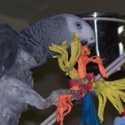Feather Pluckers : Tales of an African Grey Parrot