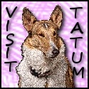 Tatum Tot Spice : A smooth sable collie girl with a lot to say!
