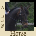 A Bay Horse : About my life and dressage with my bay horse
