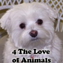 4 The Love of Animals : Blogging for animals everywhere!