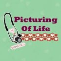 Picturing of Life : 