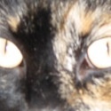 Rosey  : Stories of my Cat Life