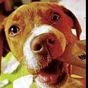 My Dog Ate My Resume : Helping Candidates Market Self