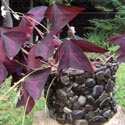 Dream's Crafts : arts; crafts, hobbies, Magdalen Islands