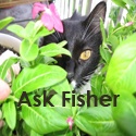 Ask Fisher : Pet advice columnist with attitude.