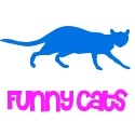 Lovely Cute Cats : 