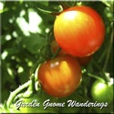 Garden Gnome Wanderings : 