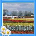 Wonderful Things in LIfe : subscribe in here