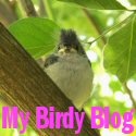 My Birdy Blog : An Ohio lady's bird blog