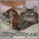 Kitty Kitty! : The virtual home of Isis and Denali 