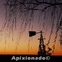 Apixionado : 