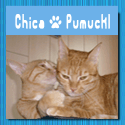 Chica & Pumuckl - 2 Egyptian Cats in Germany : Funny Stories about Funny Cats