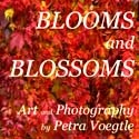 Blooms and Blossoms : Photography by Petra Voegtle