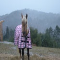 Red Pine Mountain : 