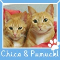 Chica & Pumuckl - 2 Egyptian Cats in Germany : Funny Stories about Funny Cats