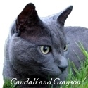 Gandalf and Grayson : The World According to Gandalf and Grayson-A Picture's Worth a Thousand Meows