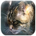 Wildcat SEO : Go wild 