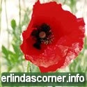 Erlinda's Wandering Thoughts : life, family, recipes, blogging, photos, prdoucts, services, reviewsWa
