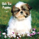It's a Shih-Tzu Puppy World : I LOVE My Shih-Tzu :-))