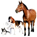 Pet Wormer : pet wormer, pets wormer, dog wormer, cat wormer, dog wormers, cat wormers