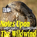 Notes Upon The Wildwind : Where The Wildwind Goes...n`