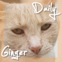 Daily Ginger : Ginger is not a coloration, it's a lifestyle!