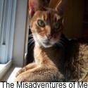 The Misadventures of Me : 