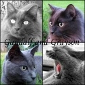 Gandalf and Grayson : The World According to Gandalf and Grayson-A Picture's Worth a Thousand Meows