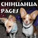 Chihuahua Pages : All things chihuahua