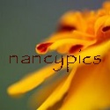 Nancypics : photography