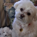 Baby The Maltese : A dog so cute she needed her own website!