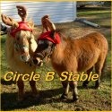 Circle B Horse News : specializing in Family and Trail Horses