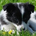 My Dogs Keep Me Sane : 