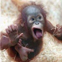 Crazy Monkey : 