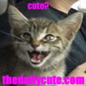 The Daily Cute : Cute Pet Pictures!