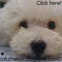 Tofu (the lion) : 