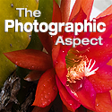 The Photographic Aspect : 