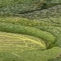 I Like Cabbage : 