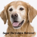 Sugar The Golden Retriever : Golden Retriever, Dog Blog, Pets