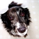 Speak, Dog!  Speak! : 