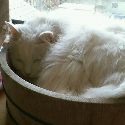 Rain Cats And Dogs : 