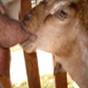 My simple health tips : cholesterol, cholestrol ranking in meat, yeast infection, honey to burn fat