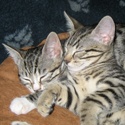 Cutest Cat and Kitten Photos In the World Blog : Cats and Kittens don't come any cuter than this.