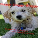 Soggy-doggy-bloggy : Because Life is Too Short to be Taken so Seriously