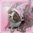 Daisy the Curly Cat : Welcome to my Curly World